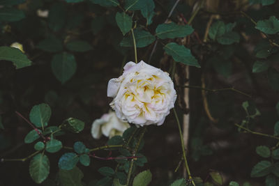 Close-up of white rose on plant