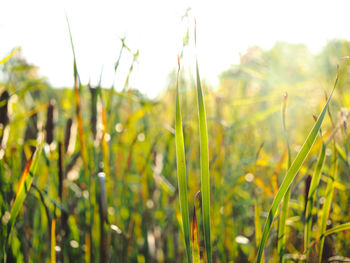 Close-up of crop growing in field