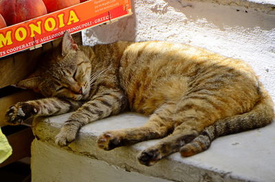 Close-up of cat sleeping