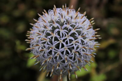 Close-up of flower blooming outdoors