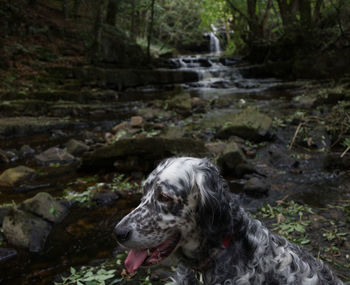 Dog looking at waterfall