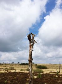 Dead tree on field against sky