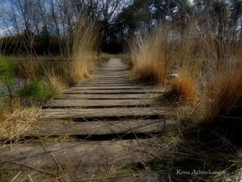 Road passing through forest