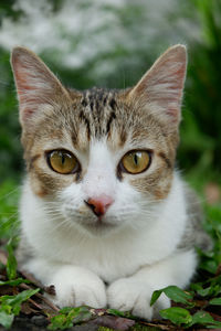 Close-up portrait of cat sitting outdoors