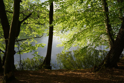 Trees by lake in forest