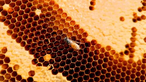 Close-up of bee on the wall