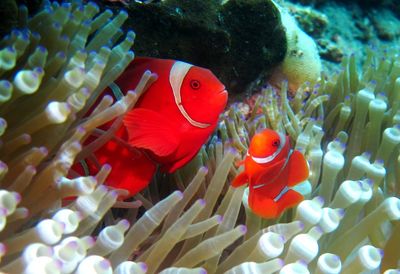 View of fish swimming in sea