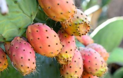 Close-up of prickly pear cactus