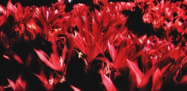 Close-up of red flowering plants