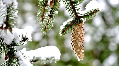 Close-up of pine cone on tree