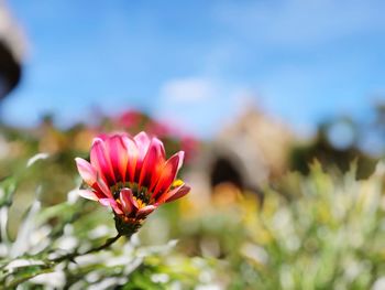 Close-up of pink flower against sky