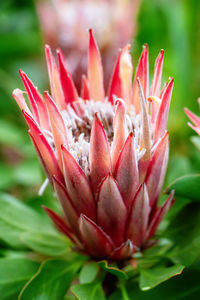 Pink anemone flowers, close up, vertical composition