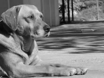 Dog lying on ground