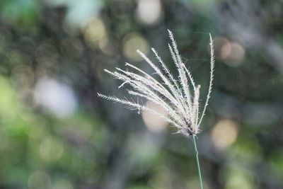 Close-up of dandelion on land