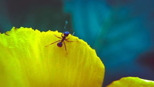 Close-up of ant on yellow leaf