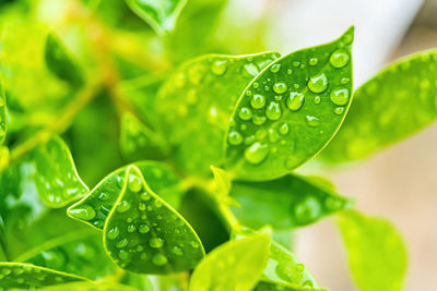 Close-up of wet leaves on plant during rainy season