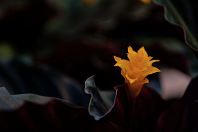 Close-up of flowers blooming outdoors