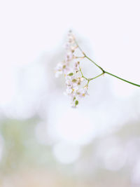 Close-up of cherry blossom