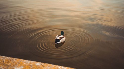 High angle view of bird swimming in lake