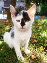 Close-up portrait of cat sitting outdoors