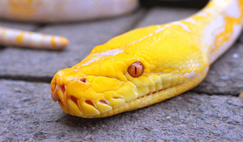 Close-up of a lizard on a table