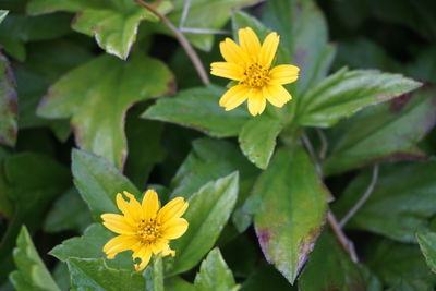 Close-up of yellow flowers blooming outdoors