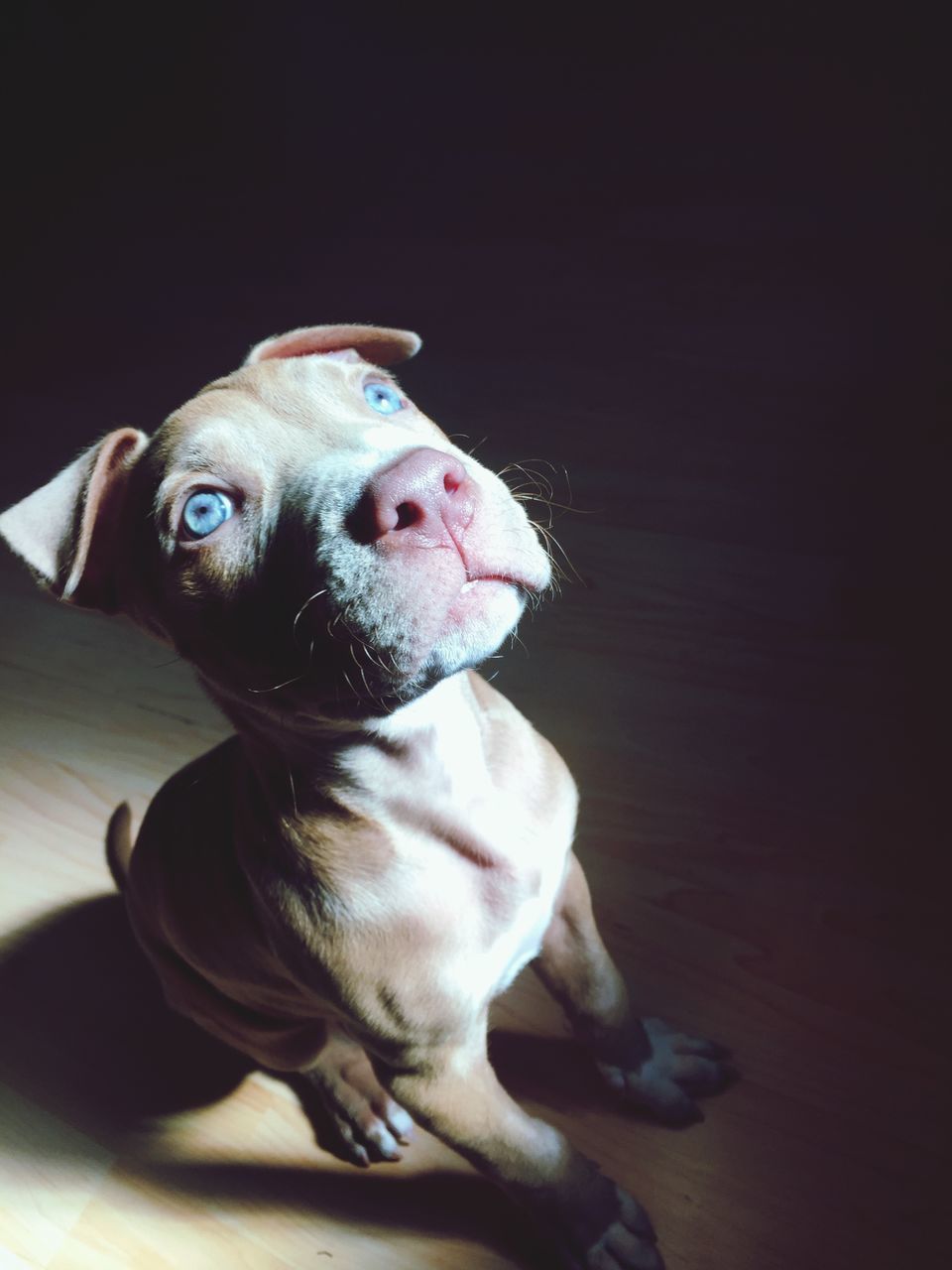 dog, pets, animal themes, domestic animals, one animal, indoors, looking at camera, mammal, portrait, close-up, animal head, sitting, cute, home interior, pet collar, no people, sticking out tongue, red, front view