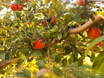 Close-up of fruits on tree