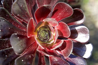 Close-up of wet red flowering plant