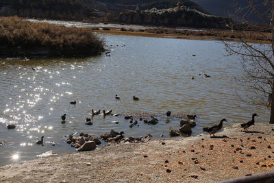 High angle view of ducks swimming in lake