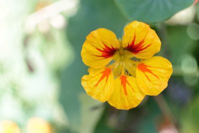 Close-up of yellow flower blooming outdoors