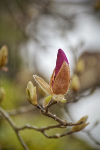 Close-up of flower bud