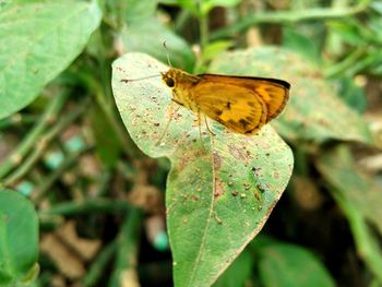 Butterfly perching on leaf