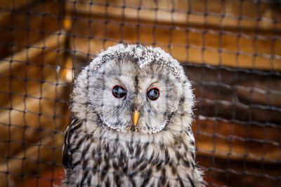 Close-up portrait of owl in cage