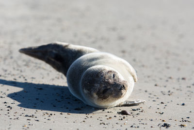 Close-up of snake on sand at beach