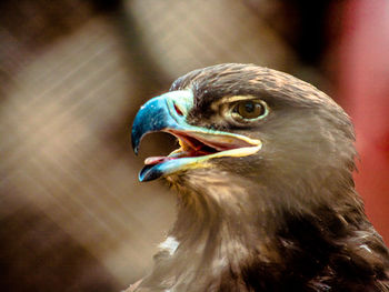 Close-up of eagle