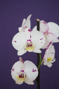 Close-up of pink orchids against white background