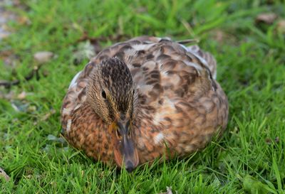 High angle view of duck on field