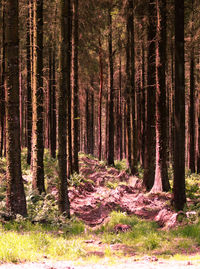 Pine trees in forest