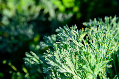 Close-up of fresh green plant