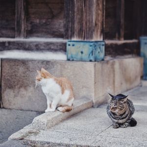 Cats sitting on footpath