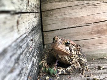 High angle view of frog sitting on wood