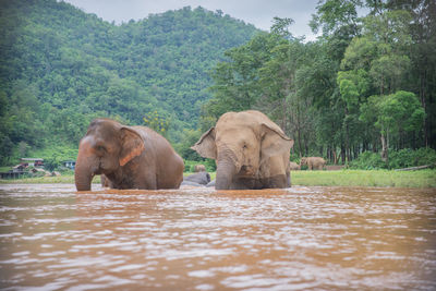 Elephants in river against trees