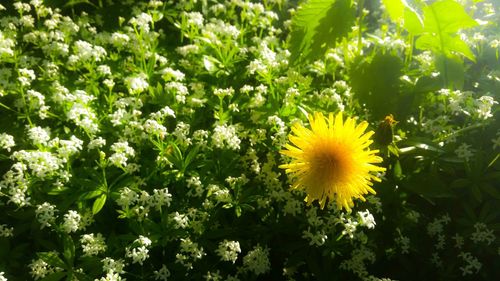 Close-up of yellow flowers blooming outdoors