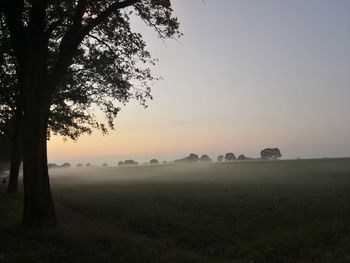 Trees on field against sky during foggy weather