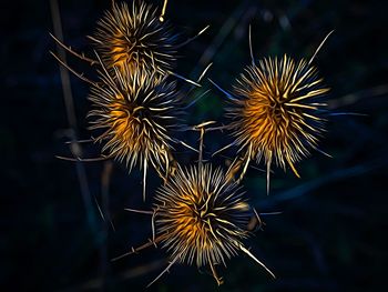 Low angle view of firework display