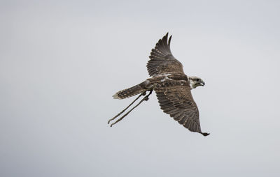 Low angle view of eagle flying against clear sky