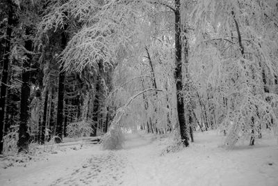 Trees in forest during winter