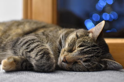 Close-up of cat sleeping