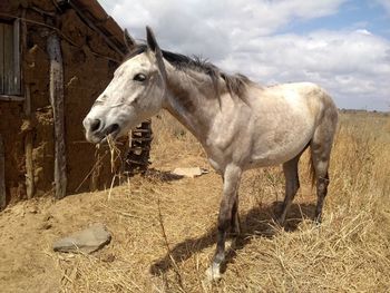 Animal, casa, fazenda ,seca, cavalo , selvagem, 